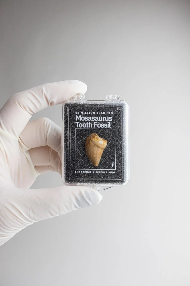 Mosasaurus Tooth (ONLINE ORDER ONLY)