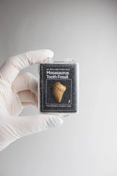 Mosasaurus Tooth (ONLINE ORDER ONLY)