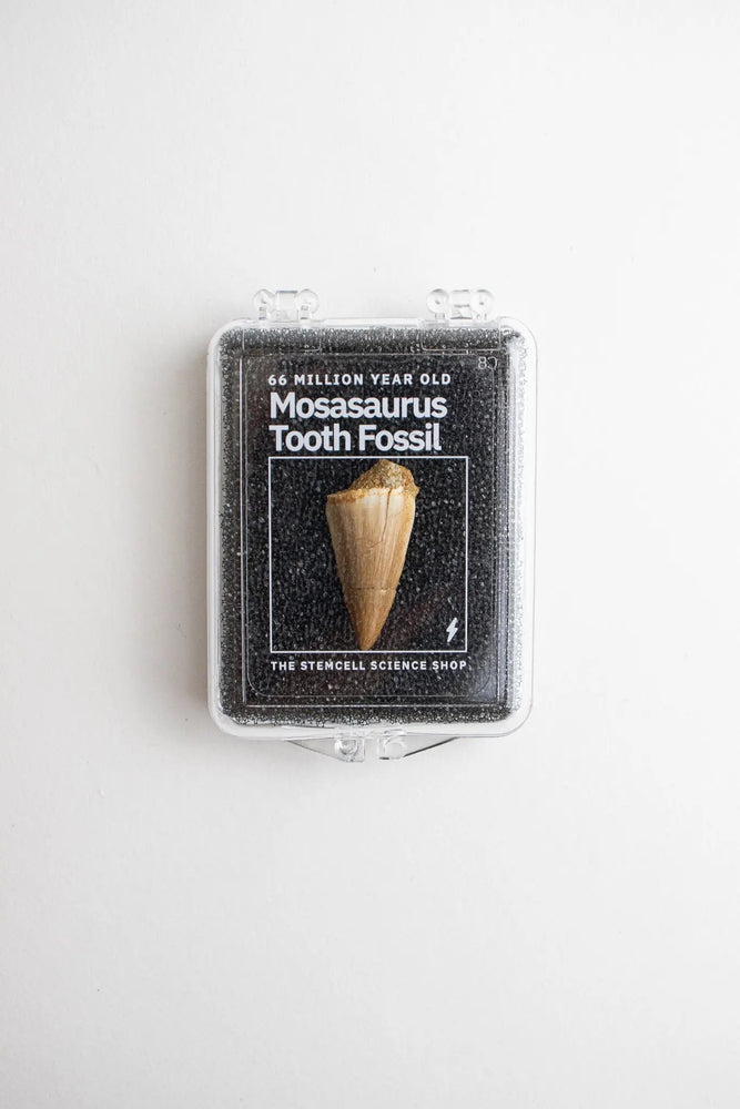 Mosasaurus Tooth (ONLINE ORDER ONLY)