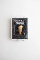 Mosasaurus Tooth (ONLINE ORDER ONLY)