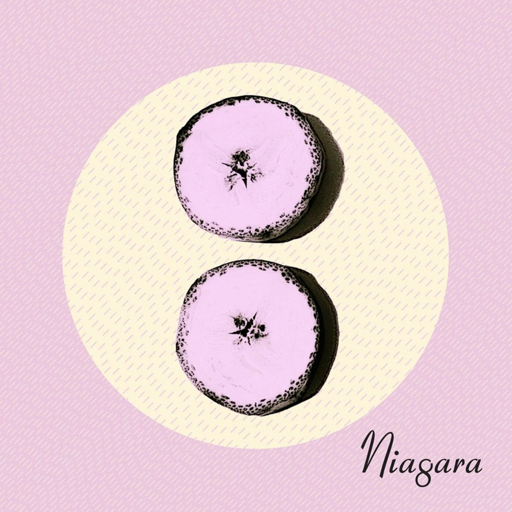 Niagara - Otto [CD] (ONLINE ORDER ONLY)