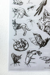 Oklahoma Wildlife Chart (ONLINE ORDER ONLY)