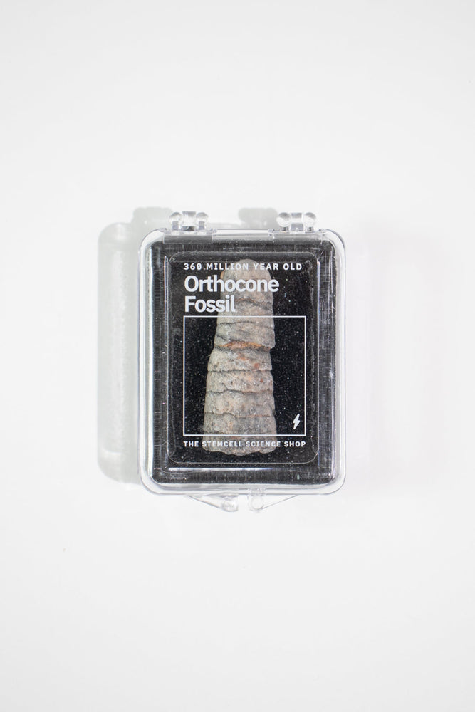 Orthocone Fossil (ONLINE ORDER ONLY)