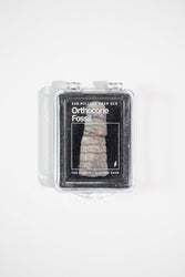 Orthocone Fossil (ONLINE ORDER ONLY)