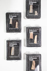 Orthocone Fossil (ONLINE ORDER ONLY)