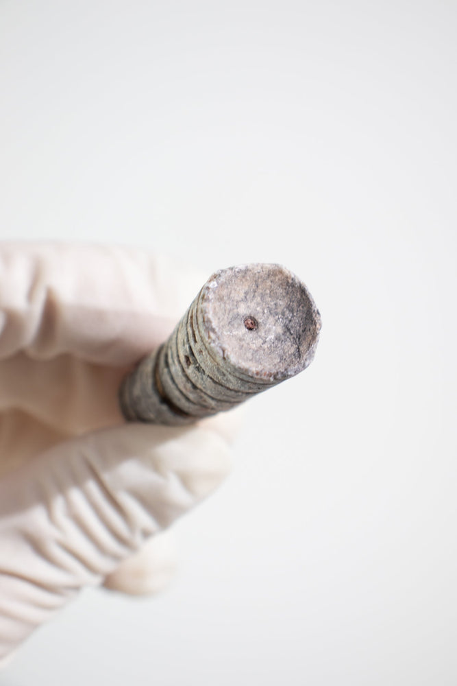 Orthocone Fossil (ONLINE ORDER ONLY)