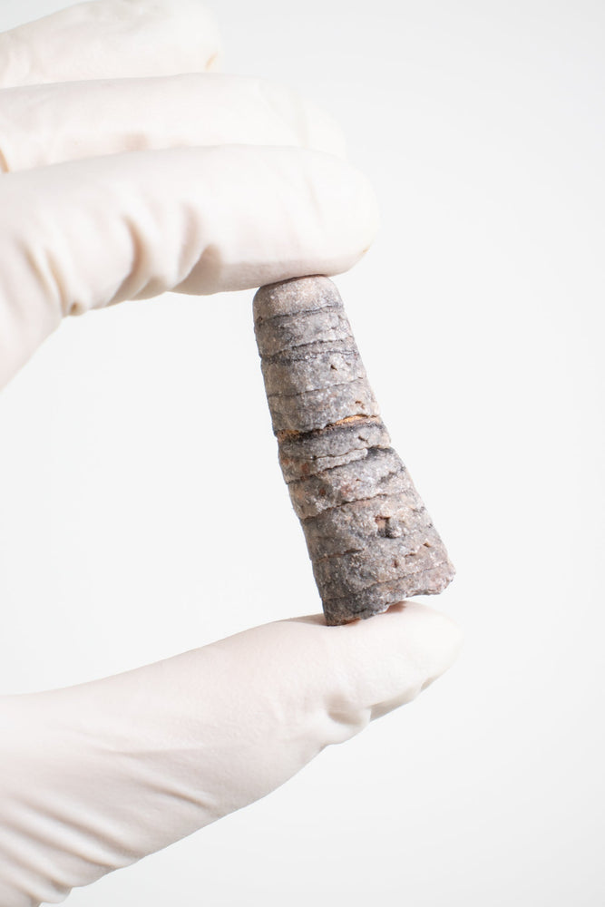 Orthocone Fossil (ONLINE ORDER ONLY)
