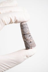 Orthocone Fossil (ONLINE ORDER ONLY)