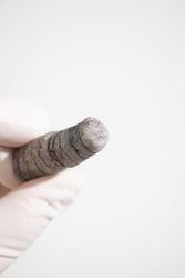 Orthocone Fossil (ONLINE ORDER ONLY)