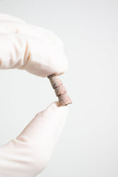 Orthocone Fossil (ONLINE ORDER ONLY)