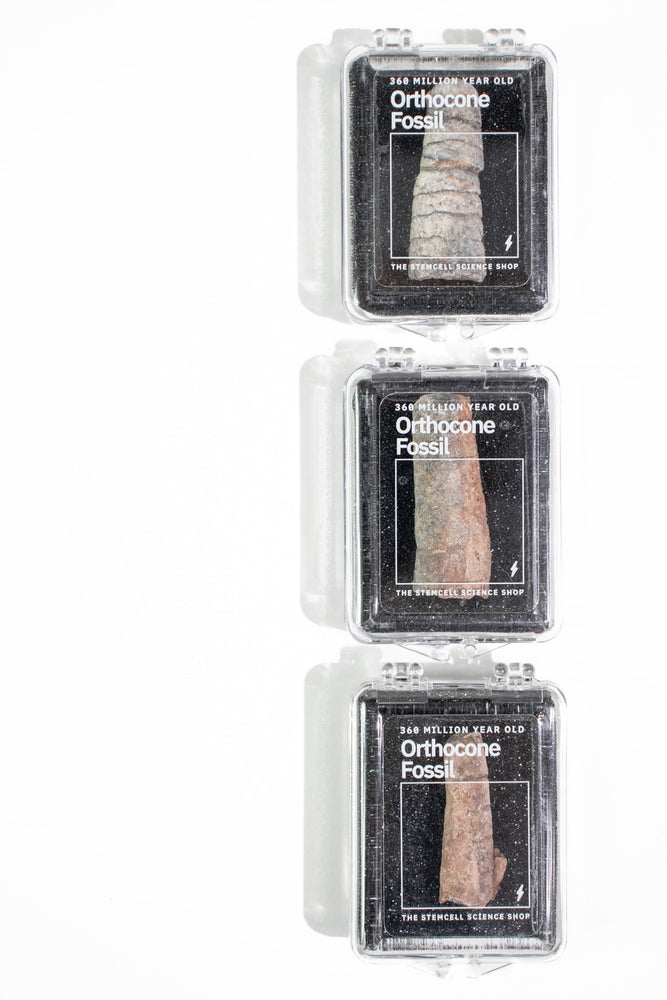Orthocone Fossil (ONLINE ORDER ONLY)