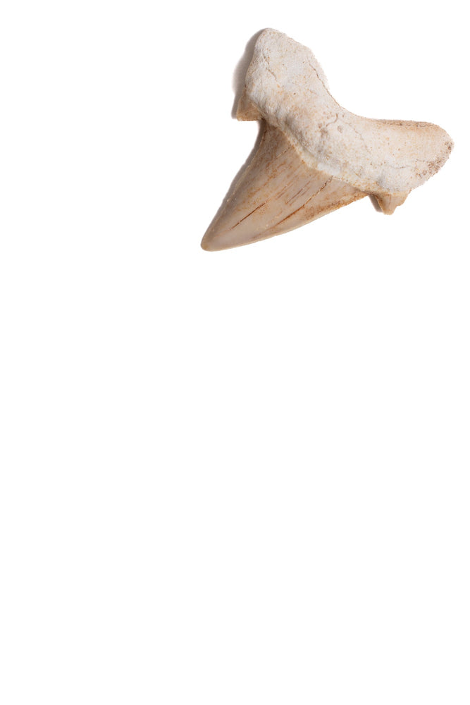 Otodus Tooth Fossil (ONLINE ORDER ONLY)