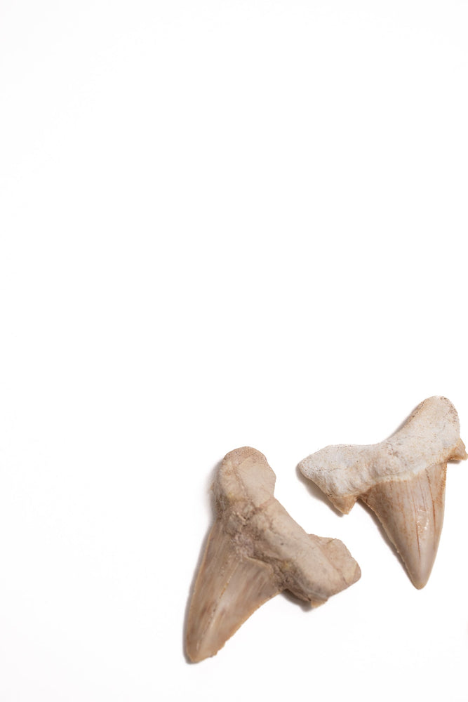Otodus Tooth Fossil (ONLINE ORDER ONLY)