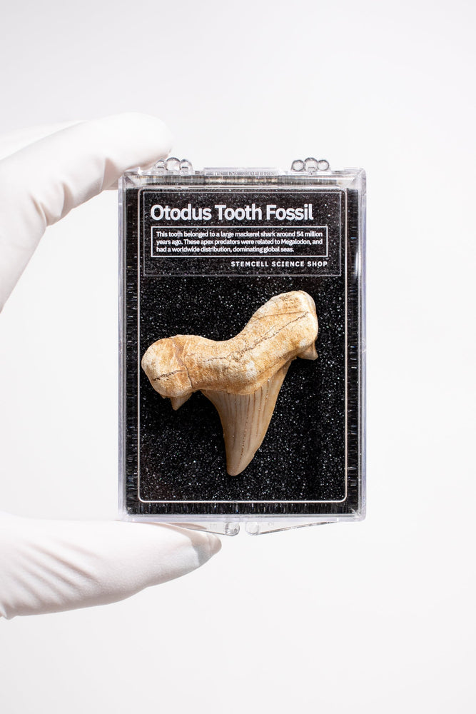 Otodus Tooth Fossil (ONLINE ORDER ONLY)