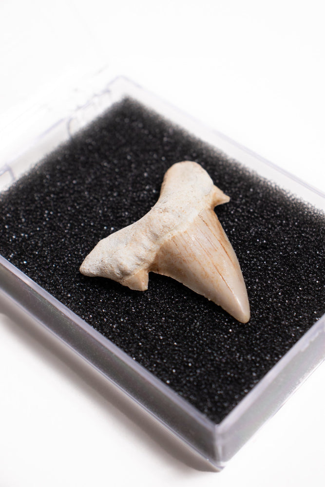 Otodus Tooth Fossil (ONLINE ORDER ONLY)