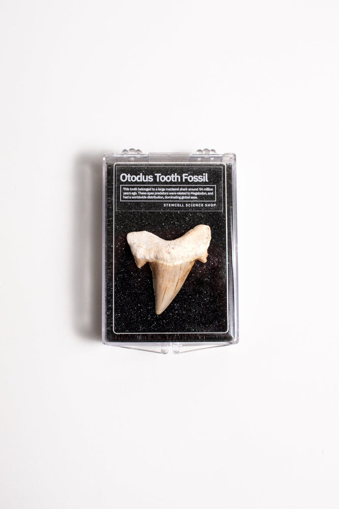 Otodus Tooth Fossil (ONLINE ORDER ONLY)