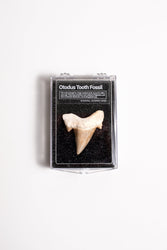 Otodus Tooth Fossil (ONLINE ORDER ONLY)