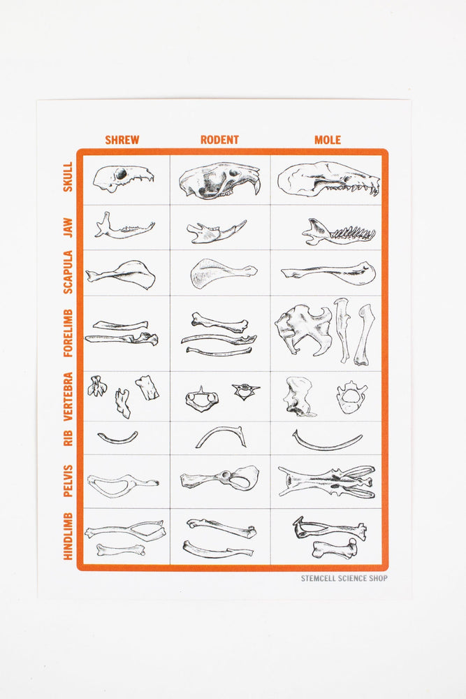 Owl Pellet Dissection Kit (ONLINE ORDER ONLY)