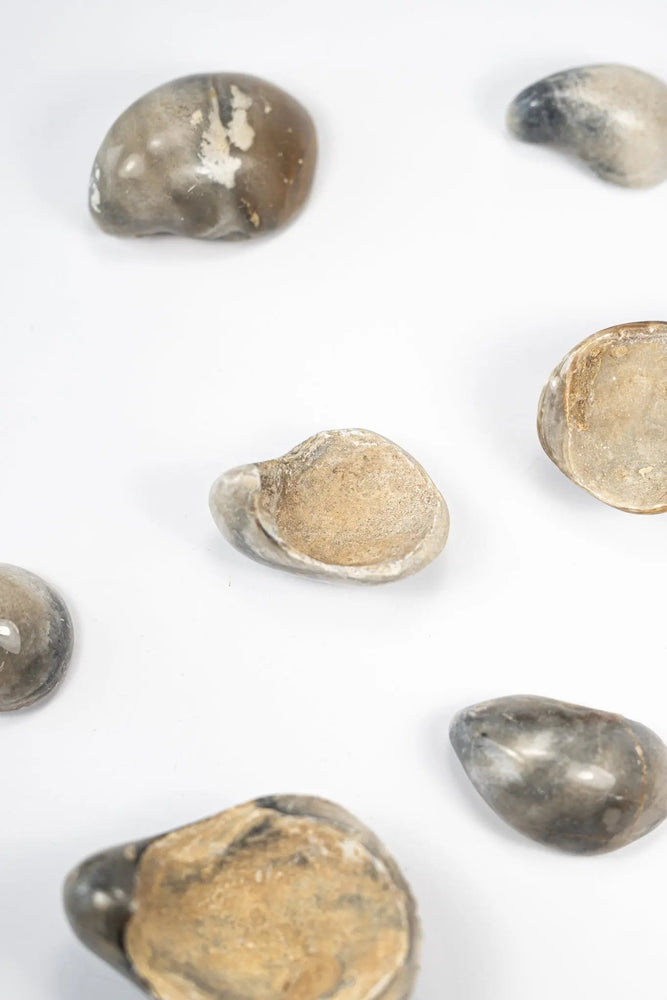 Oyster Valve Fossil (ONLINE ORDER ONLY)