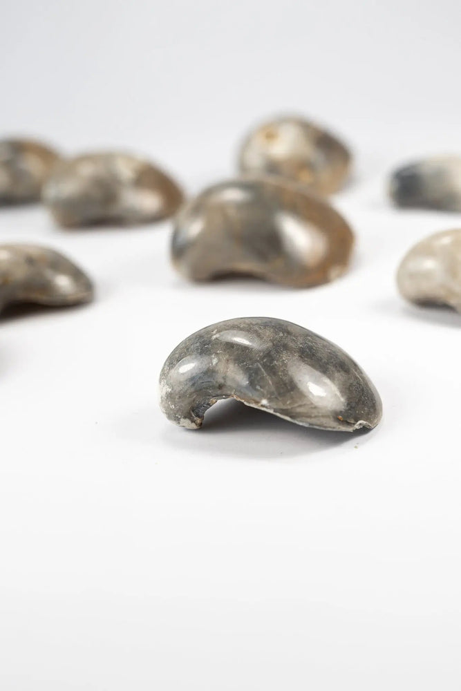 Oyster Valve Fossil (ONLINE ORDER ONLY)