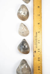 Oyster Valve Fossil (ONLINE ORDER ONLY)