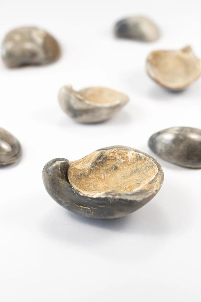Oyster Valve Fossil (ONLINE ORDER ONLY)
