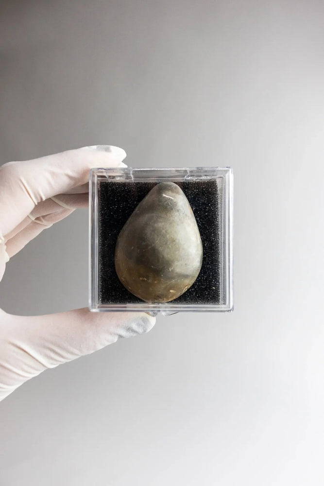 Oyster Valve Fossil (ONLINE ORDER ONLY)