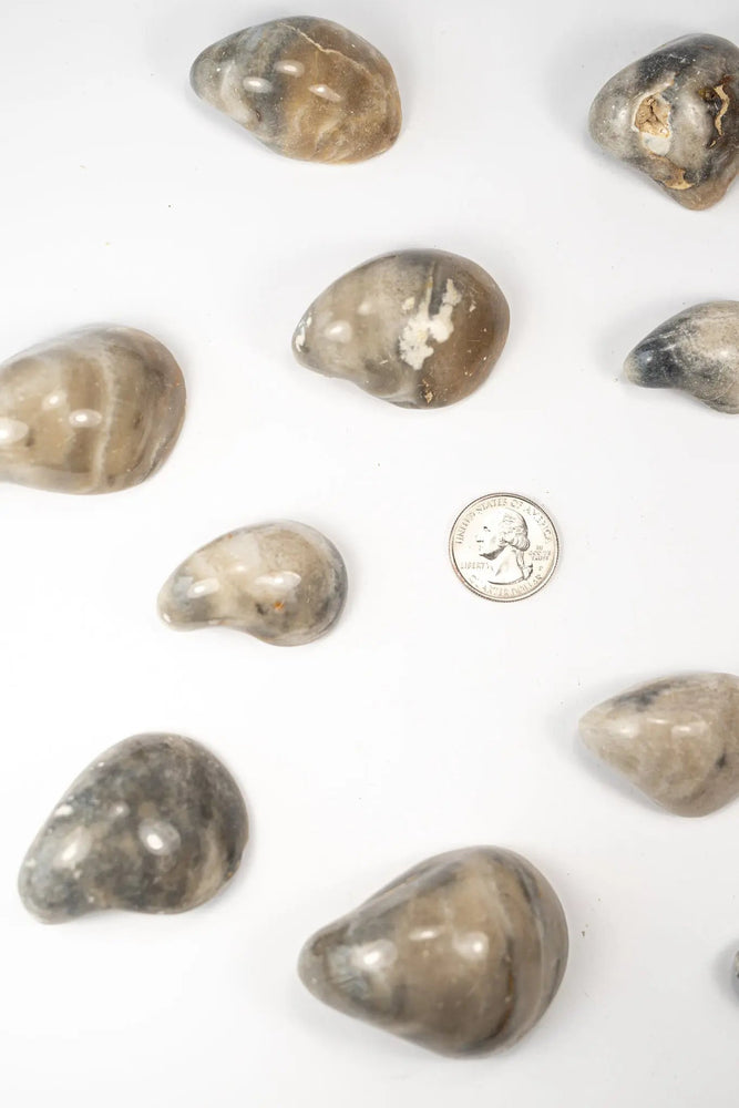 Oyster Valve Fossil (ONLINE ORDER ONLY)