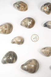 Oyster Valve Fossil (ONLINE ORDER ONLY)