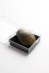 Oyster Valve Fossil (ONLINE ORDER ONLY)