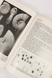 Patterns of Evolution (ONLINE ORDER ONLY)