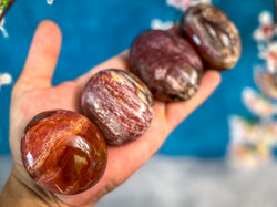 Petrified Wood Palm Stone (ONLINE ORDER ONLY)