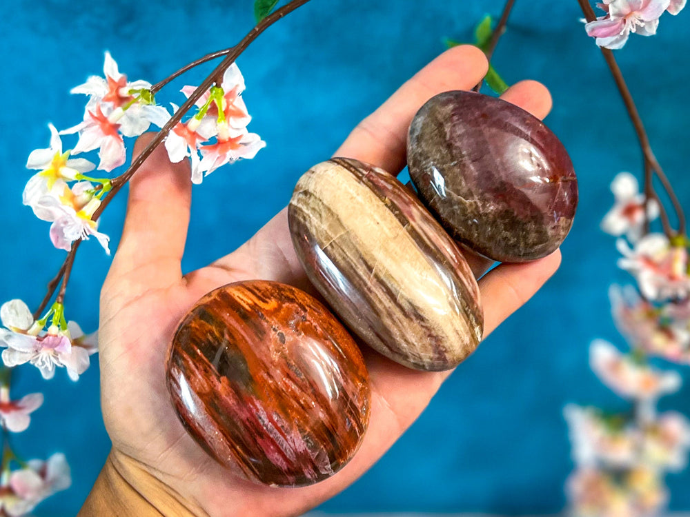 Petrified Wood Palm Stone (ONLINE ORDER ONLY)