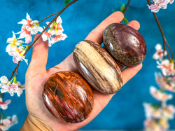 Petrified Wood Palm Stone (ONLINE ORDER ONLY)
