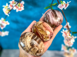 Petrified Wood Palm Stone (ONLINE ORDER ONLY)