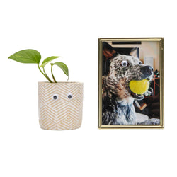 Googly Eyes (Online Order Only)