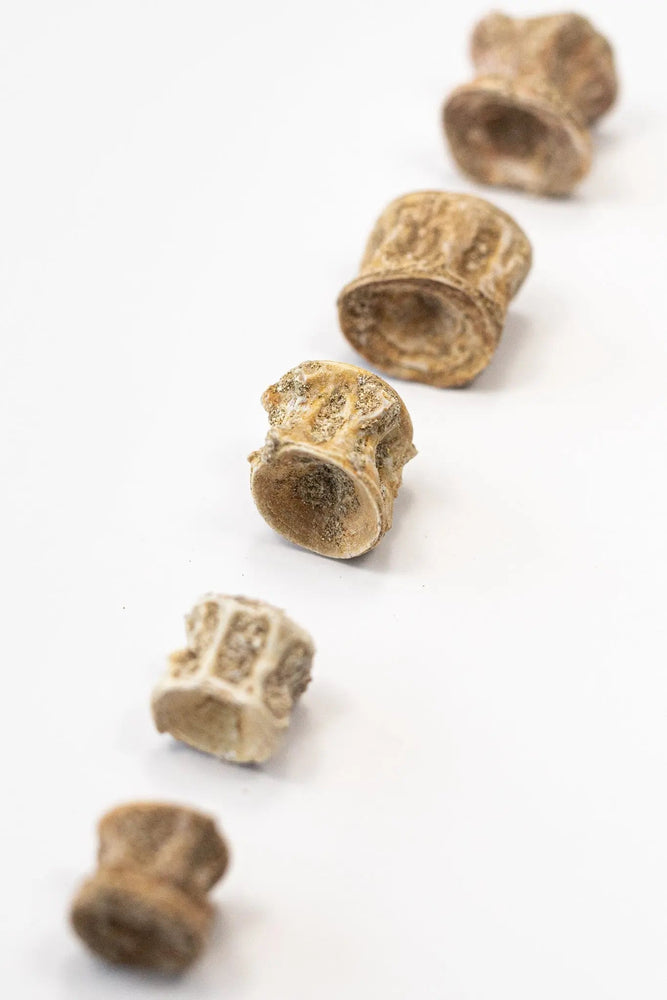 Prehistoric Shark Vertebrae Fossil (ONLINE ORDER ONLY)