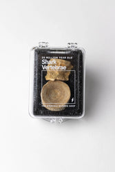 Prehistoric Shark Vertebrae Fossil (ONLINE ORDER ONLY)