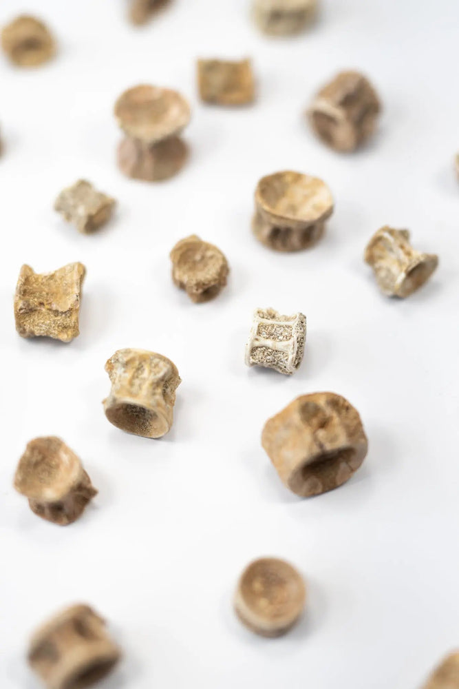 Prehistoric Shark Vertebrae Fossil (ONLINE ORDER ONLY)