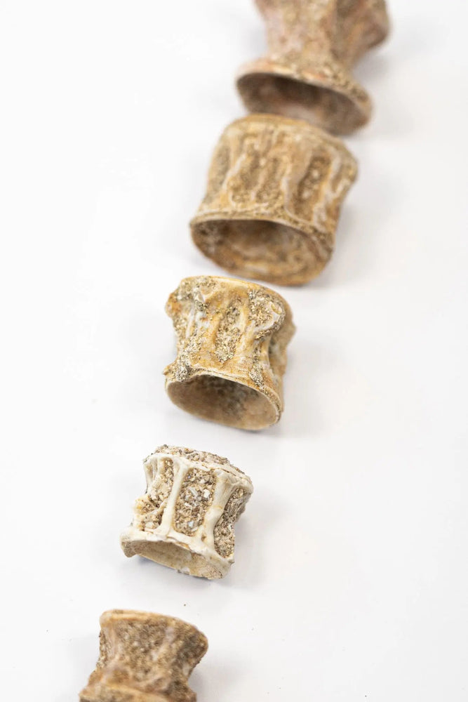 Prehistoric Shark Vertebrae Fossil (ONLINE ORDER ONLY)