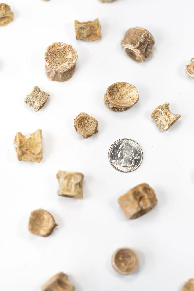 Prehistoric Shark Vertebrae Fossil (ONLINE ORDER ONLY)