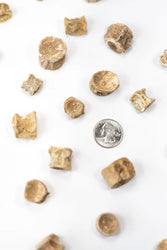 Prehistoric Shark Vertebrae Fossil (ONLINE ORDER ONLY)