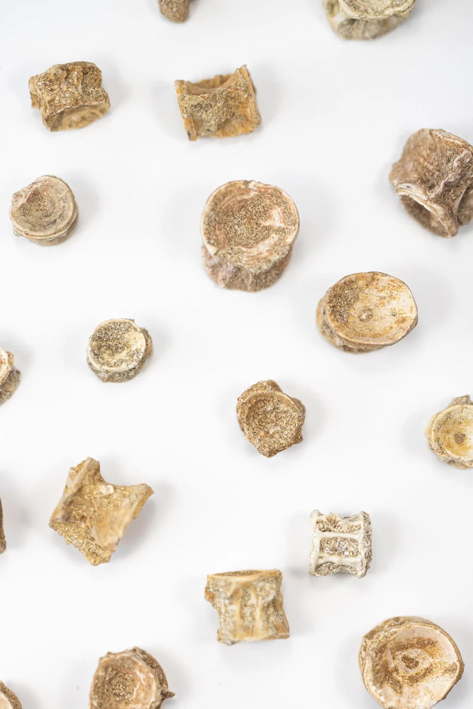 Prehistoric Shark Vertebrae Fossil (ONLINE ORDER ONLY)