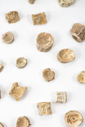 Prehistoric Shark Vertebrae Fossil (ONLINE ORDER ONLY)