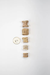 Prehistoric Shark Vertebrae Fossil (ONLINE ORDER ONLY)