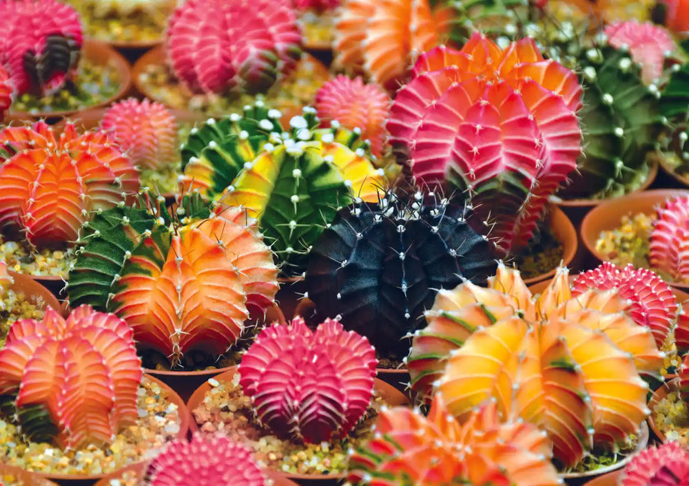 Trefl Colorful Succulents 1000 Piece Puzzle (ONLINE ORDER ONLY)