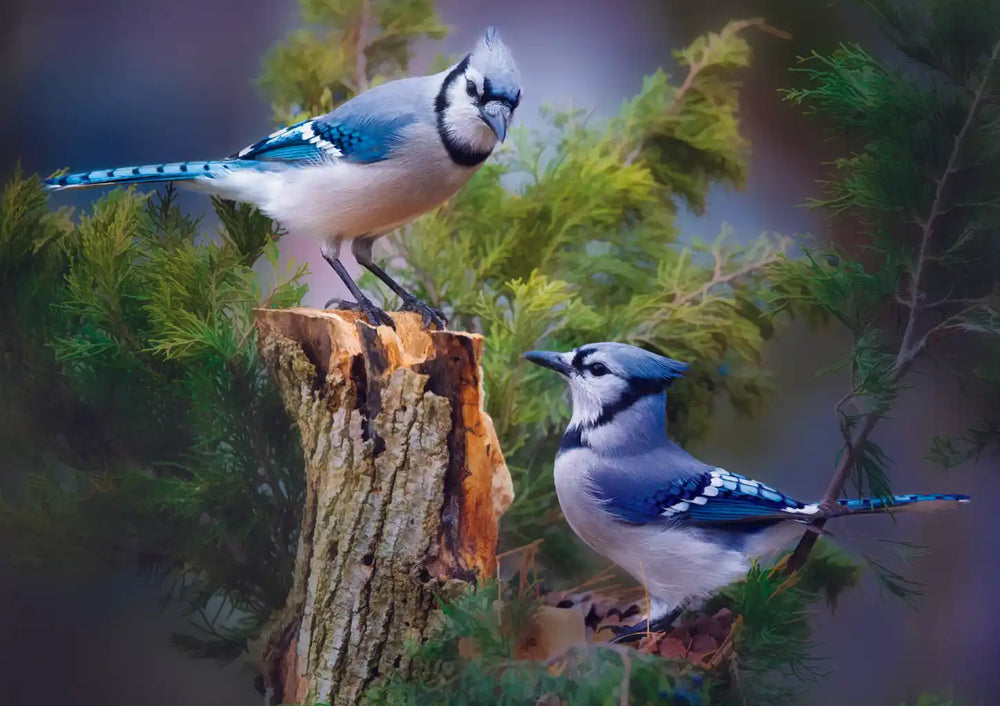 Trefl Bird Lovers: Blue Jays in a Cedar Tree 1000 Piece Puzzle (ONLINE ORDER ONLY)
