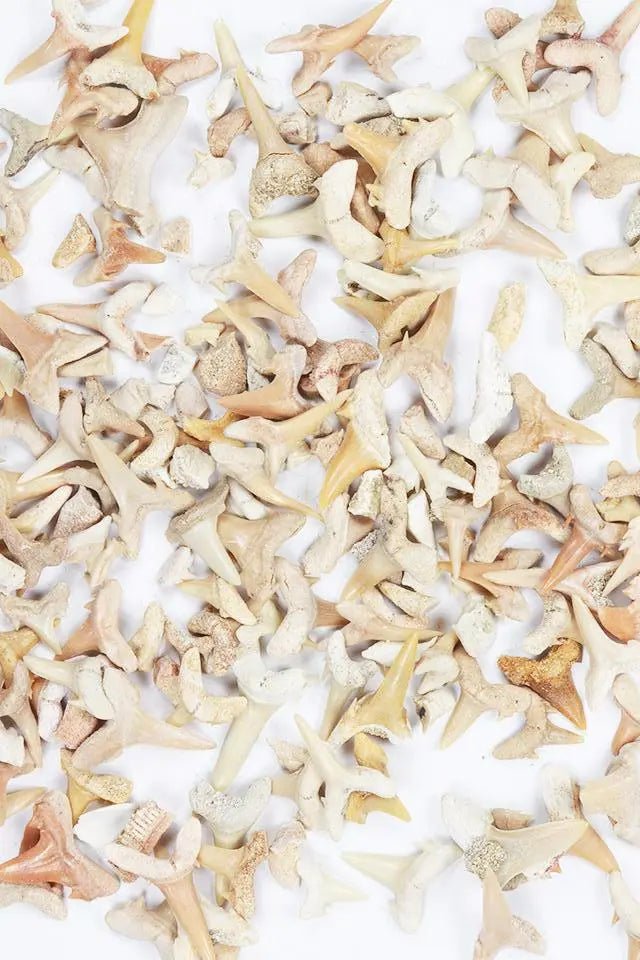 Sand Shark Tooth Fossil (ONLINE ORDER ONLY)