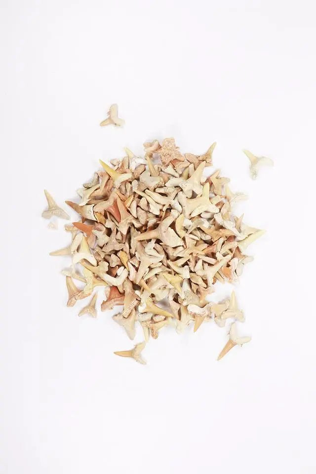 Sand Shark Tooth Fossil (ONLINE ORDER ONLY)