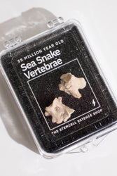 Sea Snake Vertebrae Fossil (ONLINE ORDER ONLY)